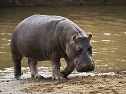 hippopotamus是什么意思