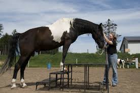 horsemanship是什么意思