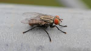 housefly是什么意思