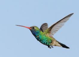 hummingbird是什么意思