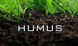 humus是什么意思
