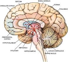hypothalamus是什么意思