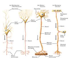 interneuron是什么意思