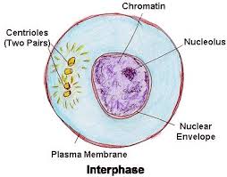 interphase是什么意思