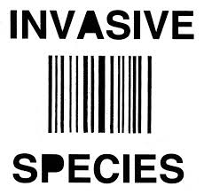 invasive是什么意思