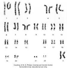 karyotype是什么意思