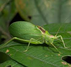 katydid是什么意思