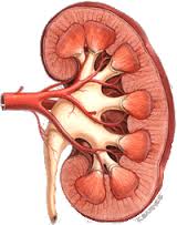 kidney是什么意思