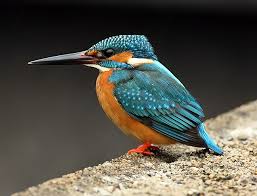 kingfisher是什么意思
