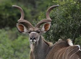 kudu是什么意思