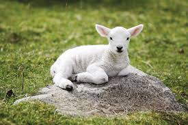 lamb是什么意思