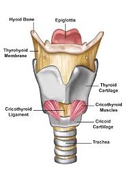 larynx是什么意思