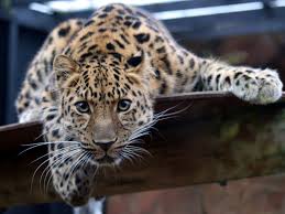 leopard是什么意思