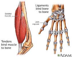 ligament是什么意思