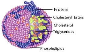 lipoprotein是什么意思