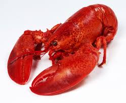lobster是什么意思