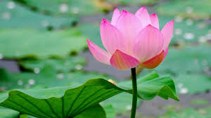 lotus是什么意思