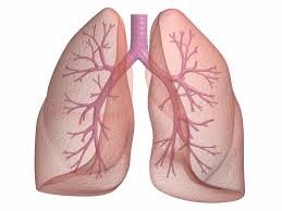 lung是什么意思