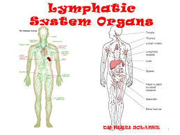 lymphoid是什么意思