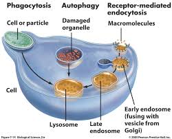 lysosome是什么意思