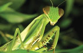 mantis是什么意思