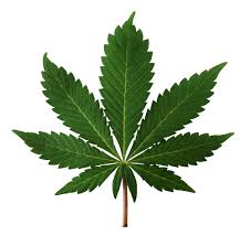 marijuana是什么意思