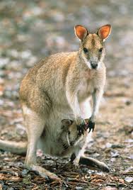 marsupial是什么意思