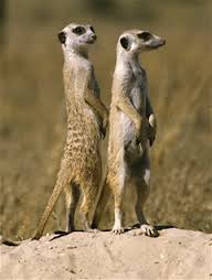 meerkat是什么意思