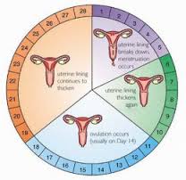 menstruation是什么意思