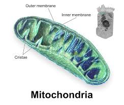 mitochondria是什么意思