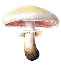 mushroom是什么意思
