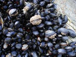 mussel是什么意思