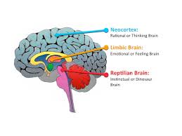 neocortex是什么意思