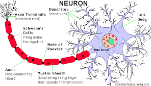 neuron是什么意思