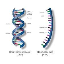 nucleic是什么意思