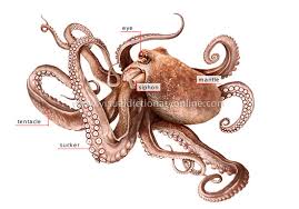 octopus是什么意思