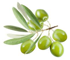olive是什么意思