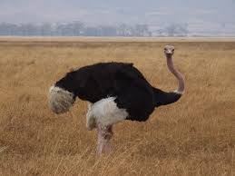ostrich是什么意思