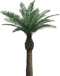 palm是什么意思