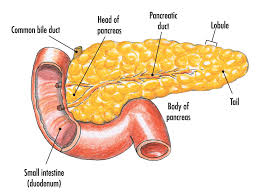 pancreas是什么意思