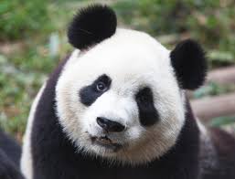 Panda是什么意思
