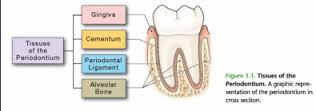 periodontium是什么意思