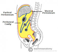 peritoneum是什么意思