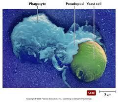 phagocyte是什么意思