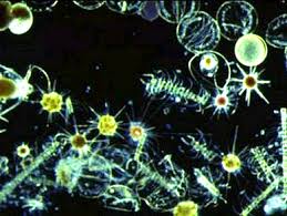 phytoplankton是什么意思