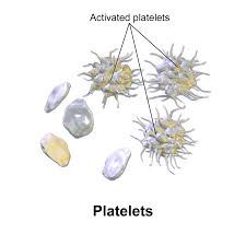 platelet是什么意思
