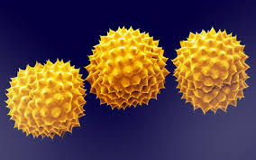 pollen是什么意思