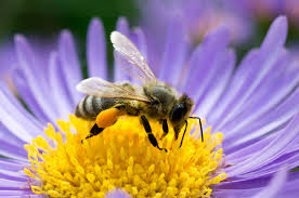 pollinate是什么意思