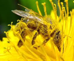 pollination是什么意思