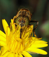 pollinator是什么意思